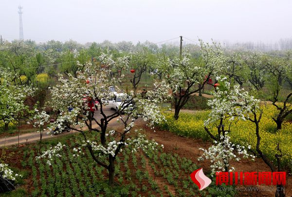 梨花深处春满园  美丽乡村迎来旅游黄金季