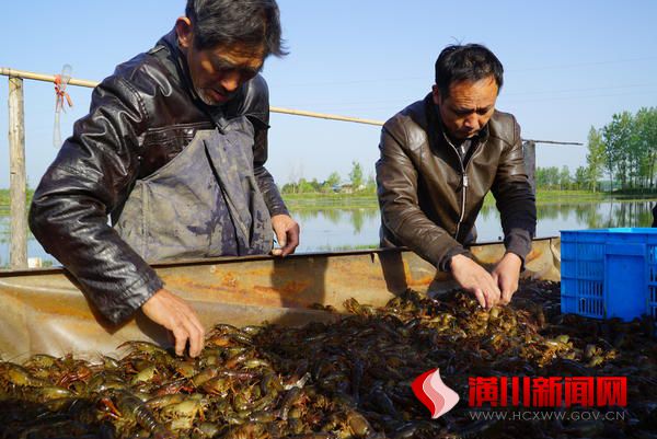 大河网:河南潢川:“虾稻联姻”铺就乡村脱贫路