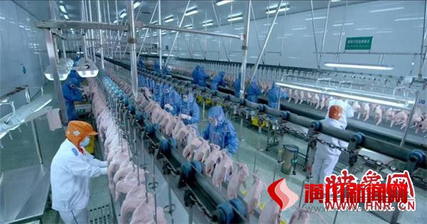 映象网：信阳华英冻鸭产品首次出口蒙古国