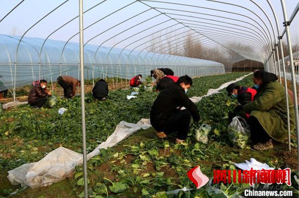 中新网：河南潢川脱困户备两万斤蔬菜免费供应隔离家庭